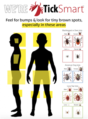 Where to Check for Ticks 